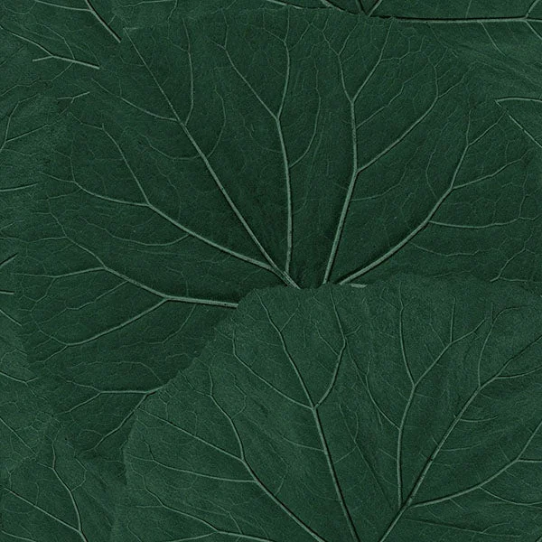 Xylem Evergreen Large Leaves Wallpaper from Design Department by Brewster